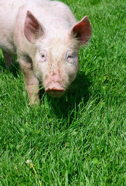 Kleine Varkens Een Groen Gras — Stockfoto