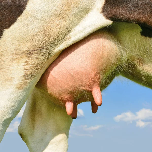 Udder Una Giovane Mucca — Foto Stock