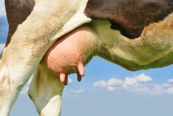 Pis Une Jeune Vache — Photo