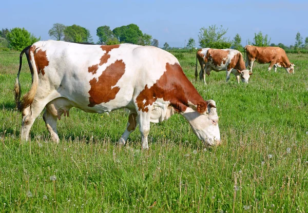 Vacas Pasto Verão — Fotografia de Stock