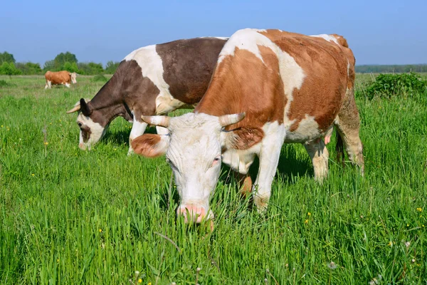 Las Vacas Pasto Verano —  Fotos de Stock