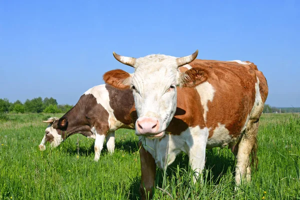 Koeien Een Zomerweide — Stockfoto