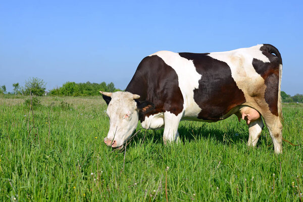 Cow on a summer pasture