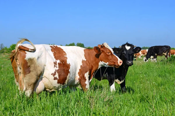 Коровы Летнем Пастбище — стоковое фото