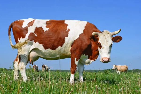 Koe Een Zomerweide — Stockfoto