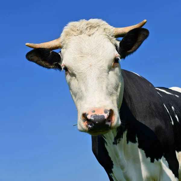 空を背景に 牛の頭 — ストック写真