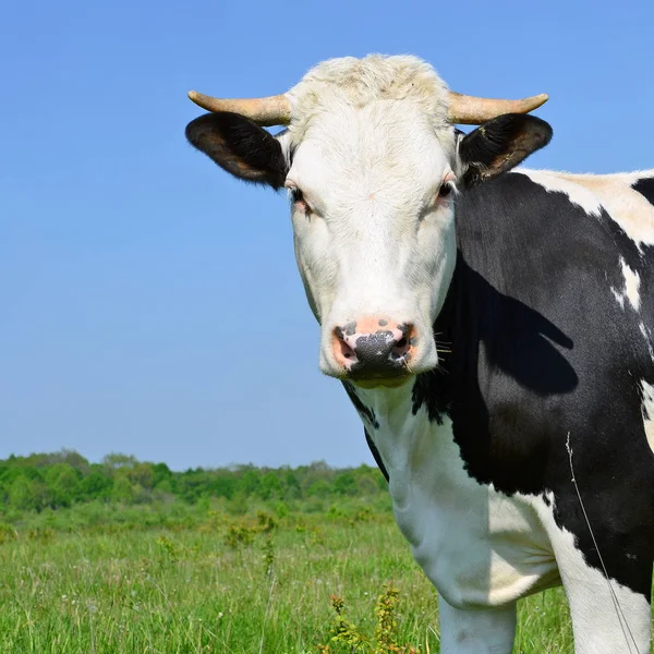 Vache Dans Pâturage Été — Photo