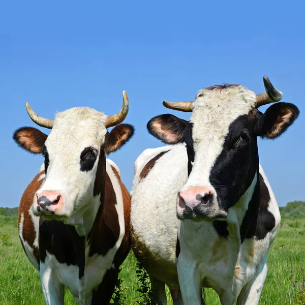 Cows Summer Pasture — Stock Photo, Image