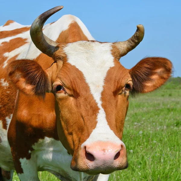 Kuh Auf Einer Sommerweide — Stockfoto