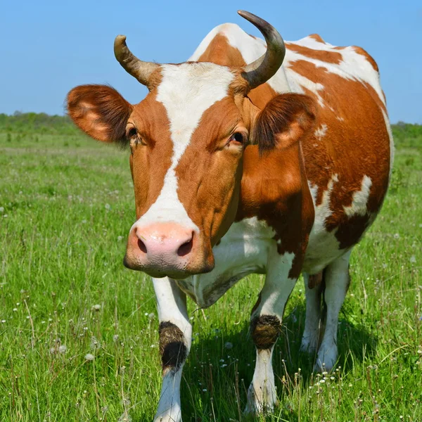 Kráva Letní Pastvině — Stock fotografie