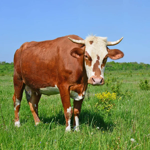 Sommarbetesmark — Stockfoto