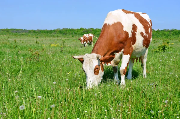 Cows Summer Pasture — Stock Photo, Image