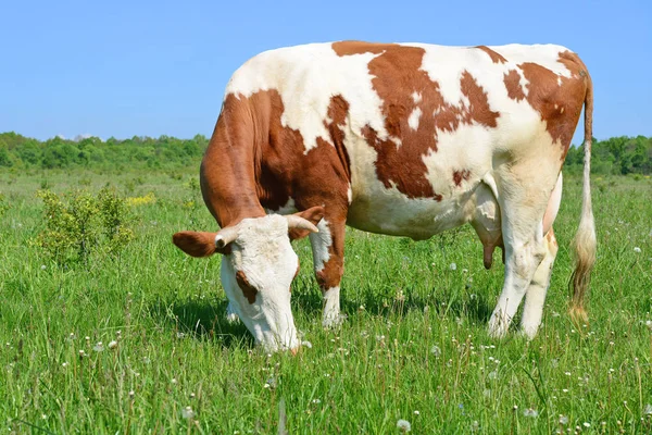 Mucca Pascolo Estivo — Foto Stock