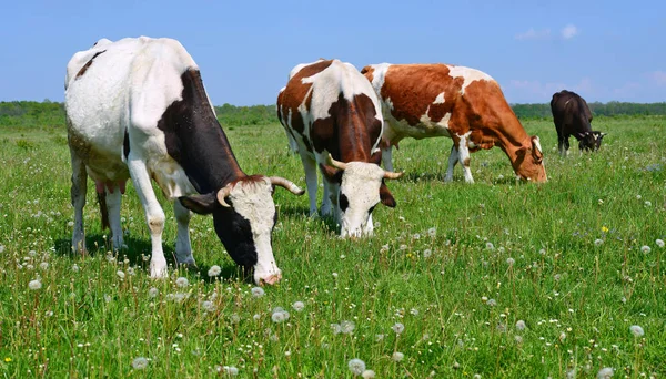 Las Vacas Pasto Verano —  Fotos de Stock