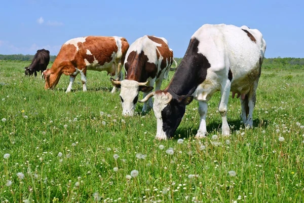 Las Vacas Pasto Verano — Foto de Stock