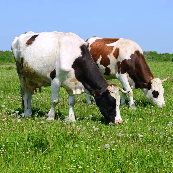 Mucche Pascolo Estivo — Foto Stock