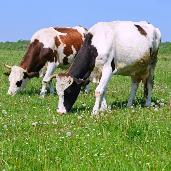 Mucche Pascolo Estivo — Foto Stock