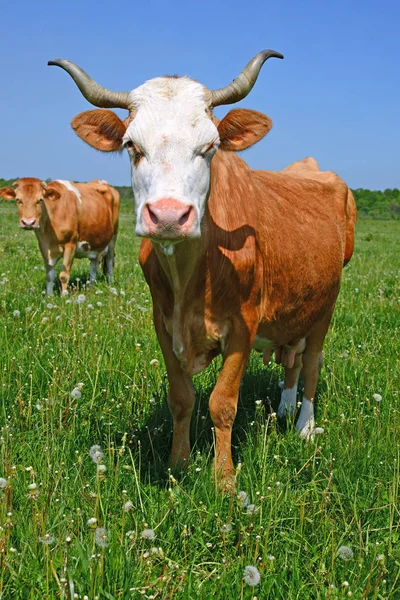 Koeien Een Zomerweide — Stockfoto