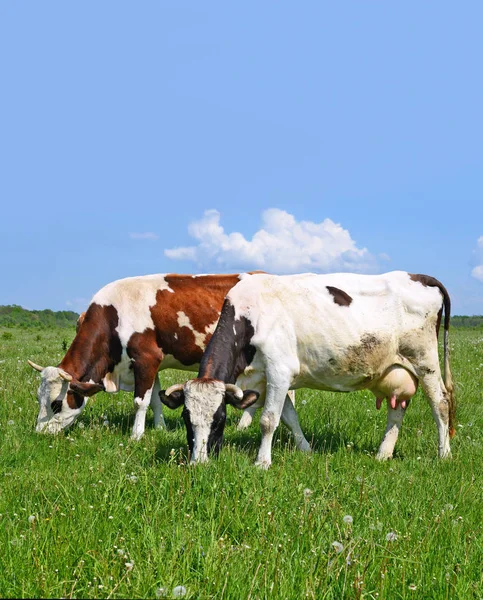 Lehmät Kesälaitumella — kuvapankkivalokuva
