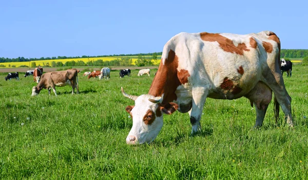 Las Vacas Pasto Verano —  Fotos de Stock