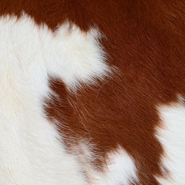 Fragmento Uma Pele Uma Vaca — Fotografia de Stock