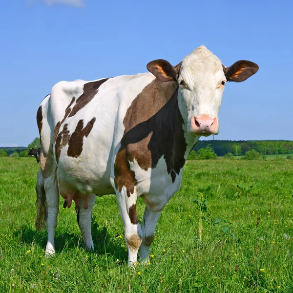 Koe Een Zomerweide — Stockfoto