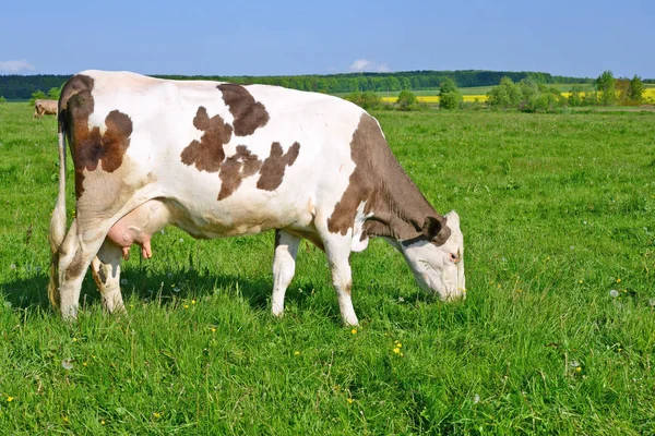 Kuh Auf Einer Sommerweide — Stockfoto