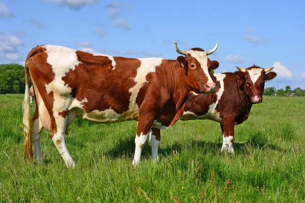 Cows Summer Pasture — Stock Photo, Image