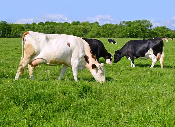 Vacas Pasto Verão — Fotografia de Stock