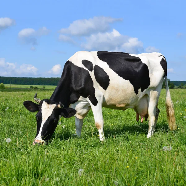 Kuh Auf Einer Sommerweide — Stockfoto