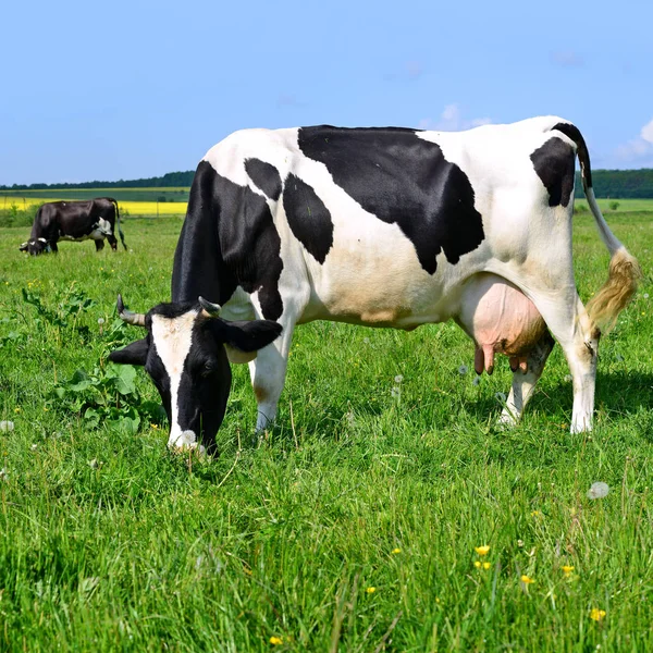 Vaca Pasto Verano — Foto de Stock