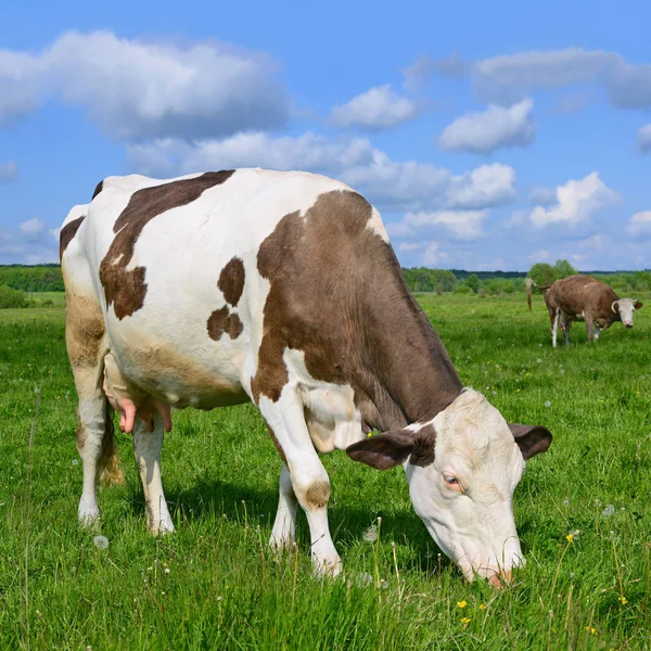 Koeien Een Zomerweide — Stockfoto