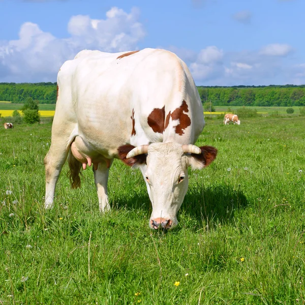 Vache Dans Pâturage Été — Photo