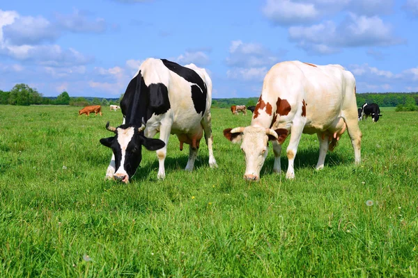 Vacas Pasto Verão — Fotografia de Stock