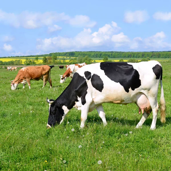 Vacas Pasto Verão — Fotografia de Stock