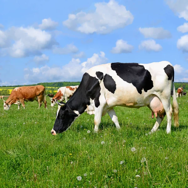 Vacas Pasto Verão — Fotografia de Stock