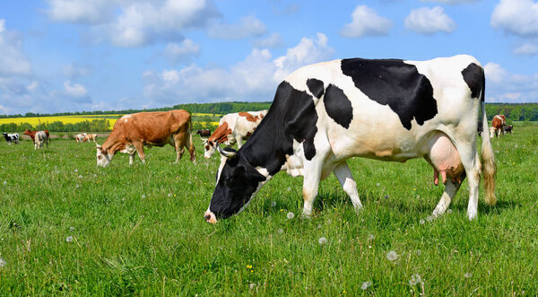 Cows  on a summer pasture