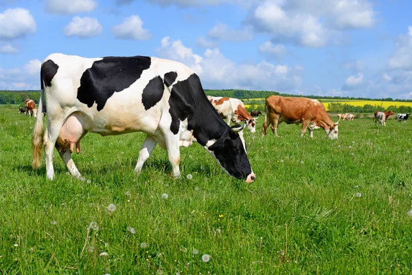 Las Vacas Pasto Verano —  Fotos de Stock