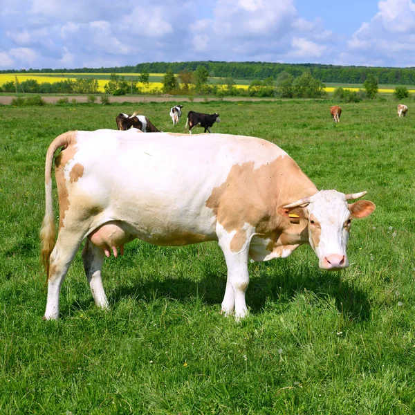 Vaca Pasto Verão — Fotografia de Stock