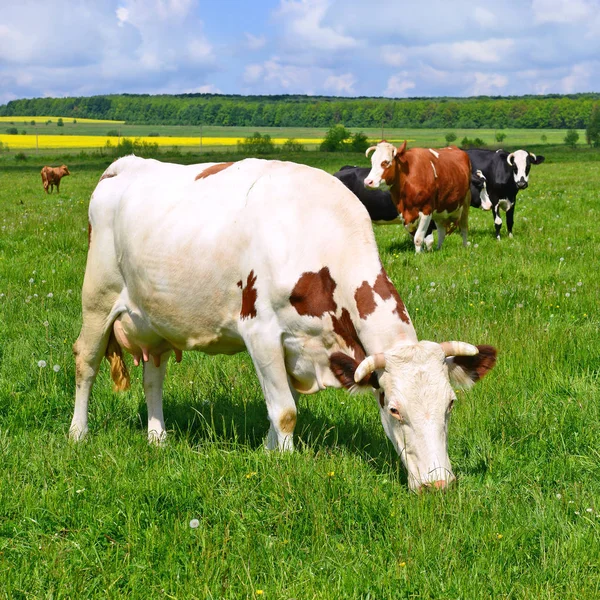 Las Vacas Pasto Verano — Foto de Stock