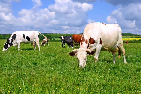 Cows Summer Pasture — Stock Photo, Image