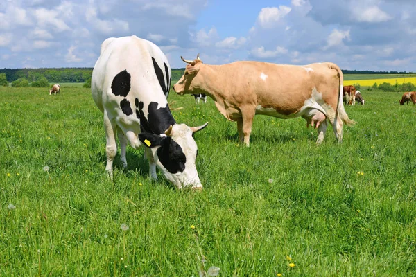 Cows Summer Pasture — Stock Photo, Image