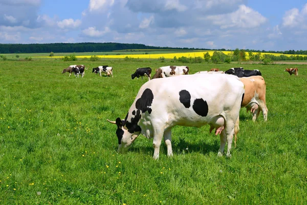 Vacas Pasto Verão — Fotografia de Stock