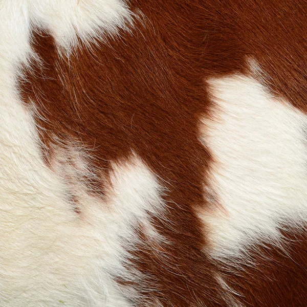 Fragment Skóry Krowy — Zdjęcie stockowe