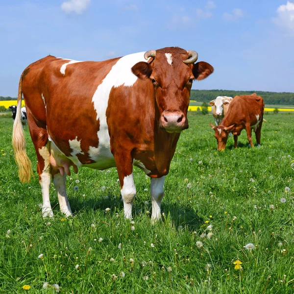 Cows Summer Pasture Stock Picture