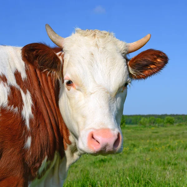 Calf Summer Pasture Stock Image