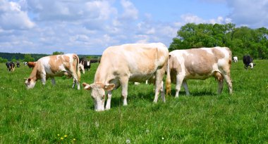 Yaz otlağında inekler