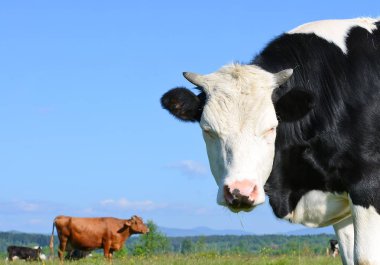 bir yaz mera derisindeki