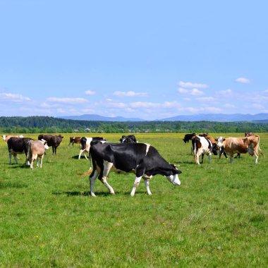 Yaz otlağında inekler