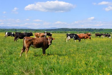 Yaz otlağında inekler